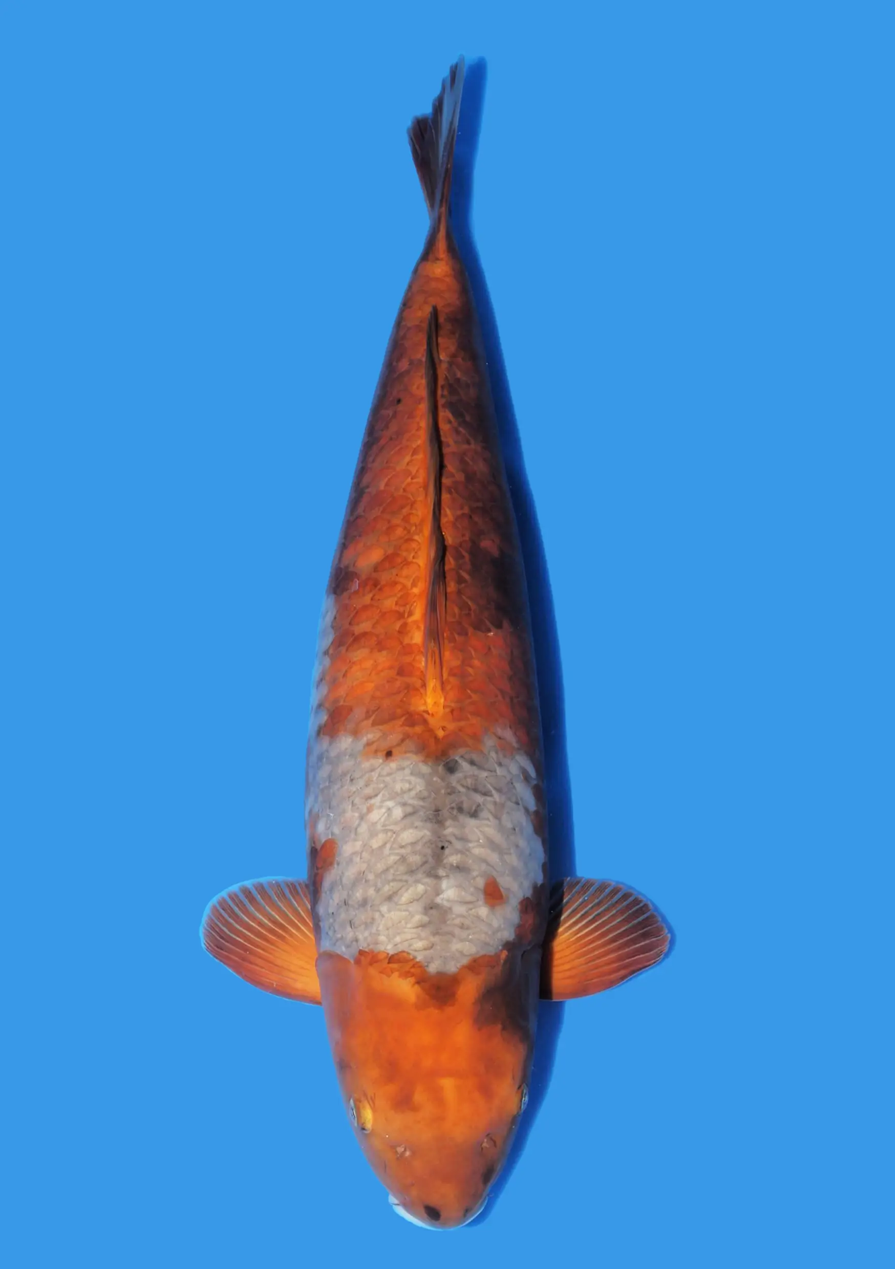 Ochiba Utsuri - 72 cm