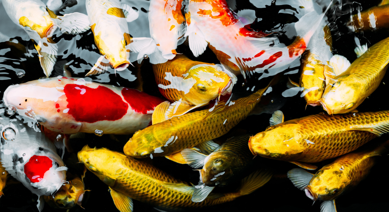 wie alt werden koi fische