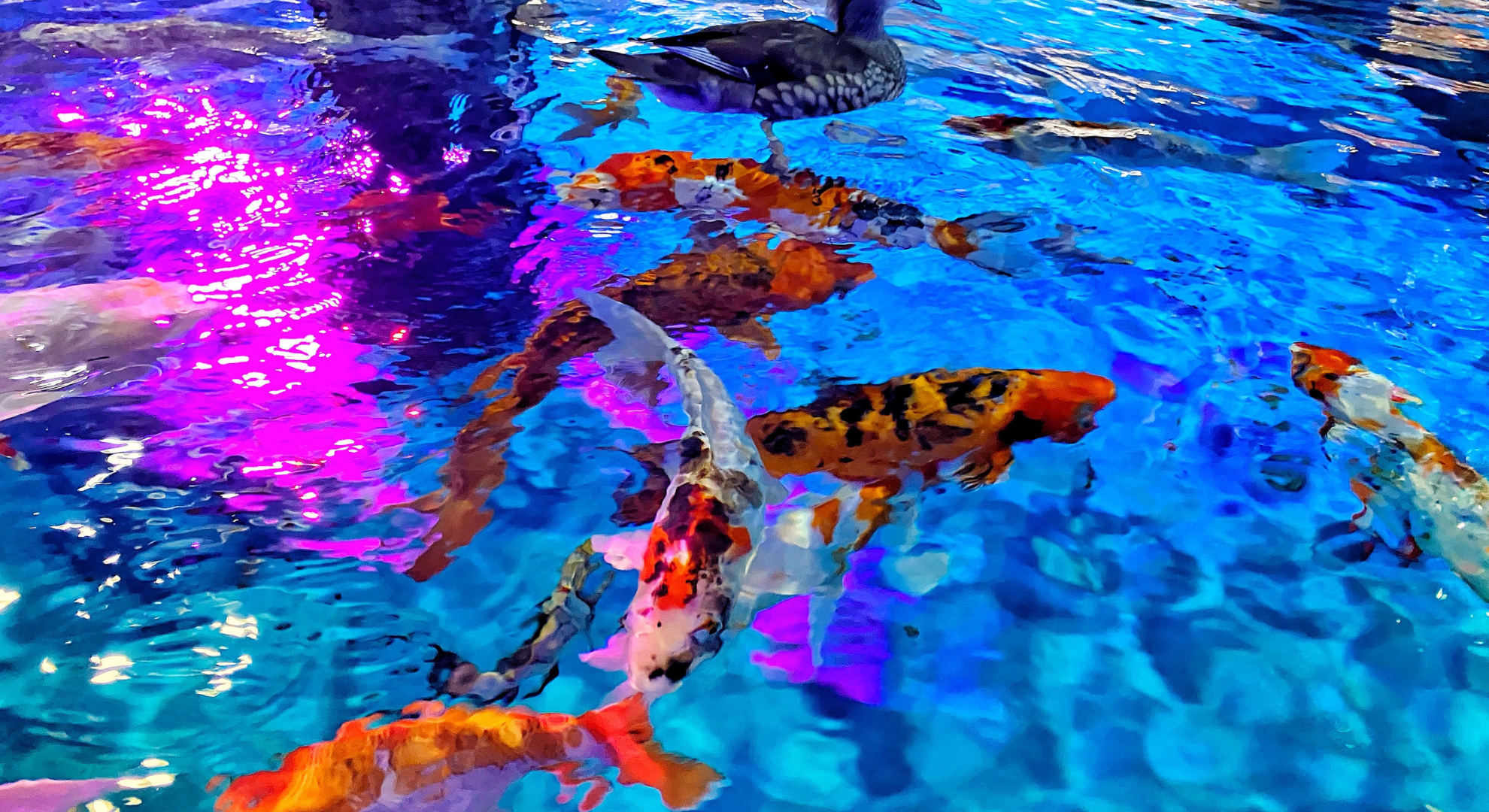 Alternative_ Indoor-Koiteich als Lösung für große Fische