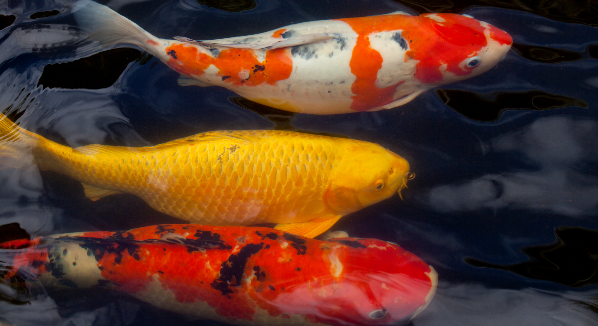 Auswirkungen von zu vielen Medikamenten auf die Wasserqualität