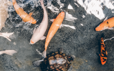 Koi Händler