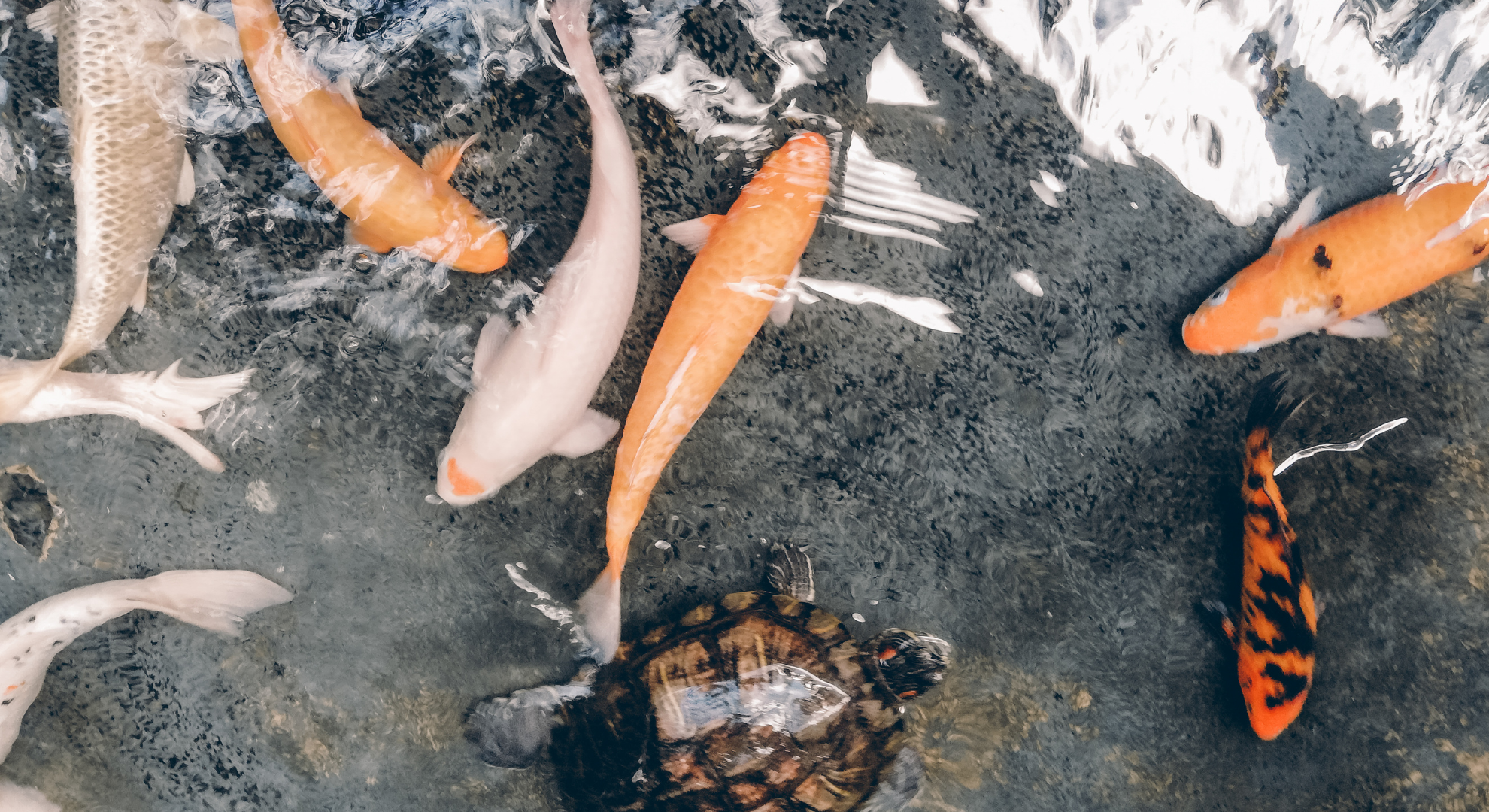 Checkliste_ Merkmale von guten Koihändlern Checkliste_ Merkmale von guten Koihändlern