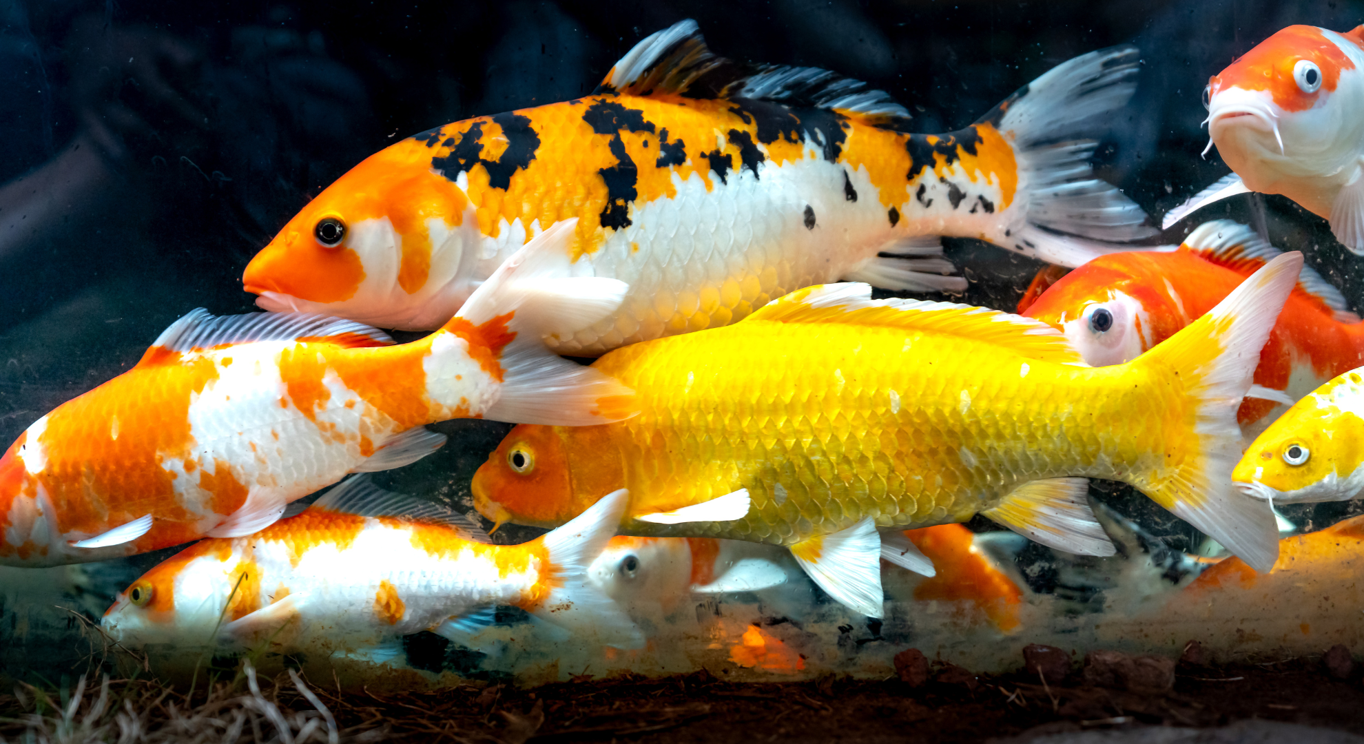 Checkliste_ Sind meine Kois gesund