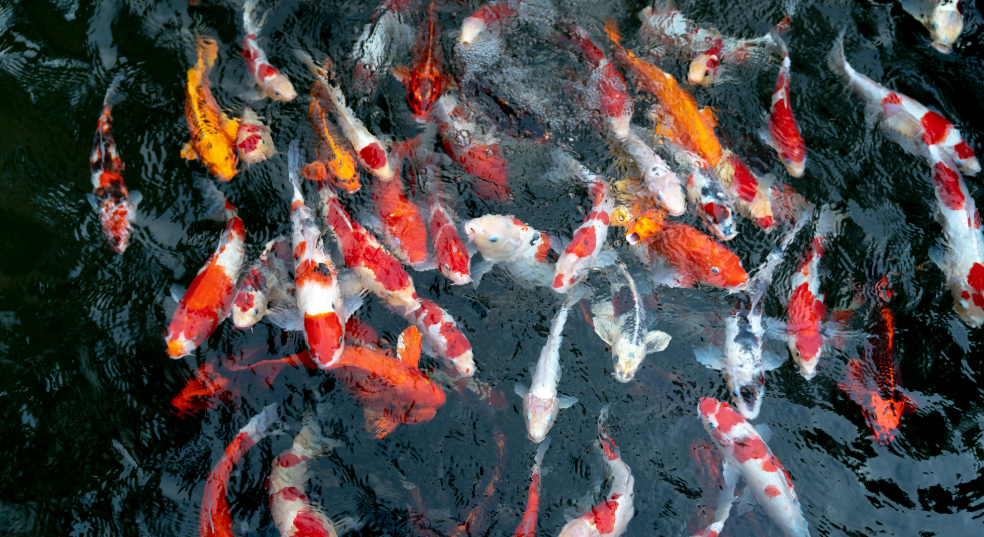 Darauf sollte man beim Fische online kaufen achten – Vorteile, Nachteile und Auswahlkriterien