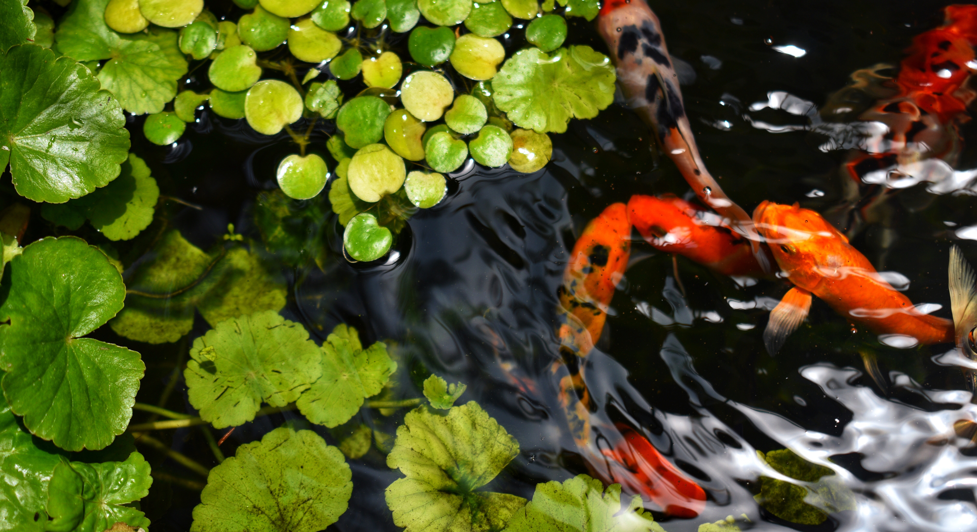 Das ist die ideale Größe beim Koiteich