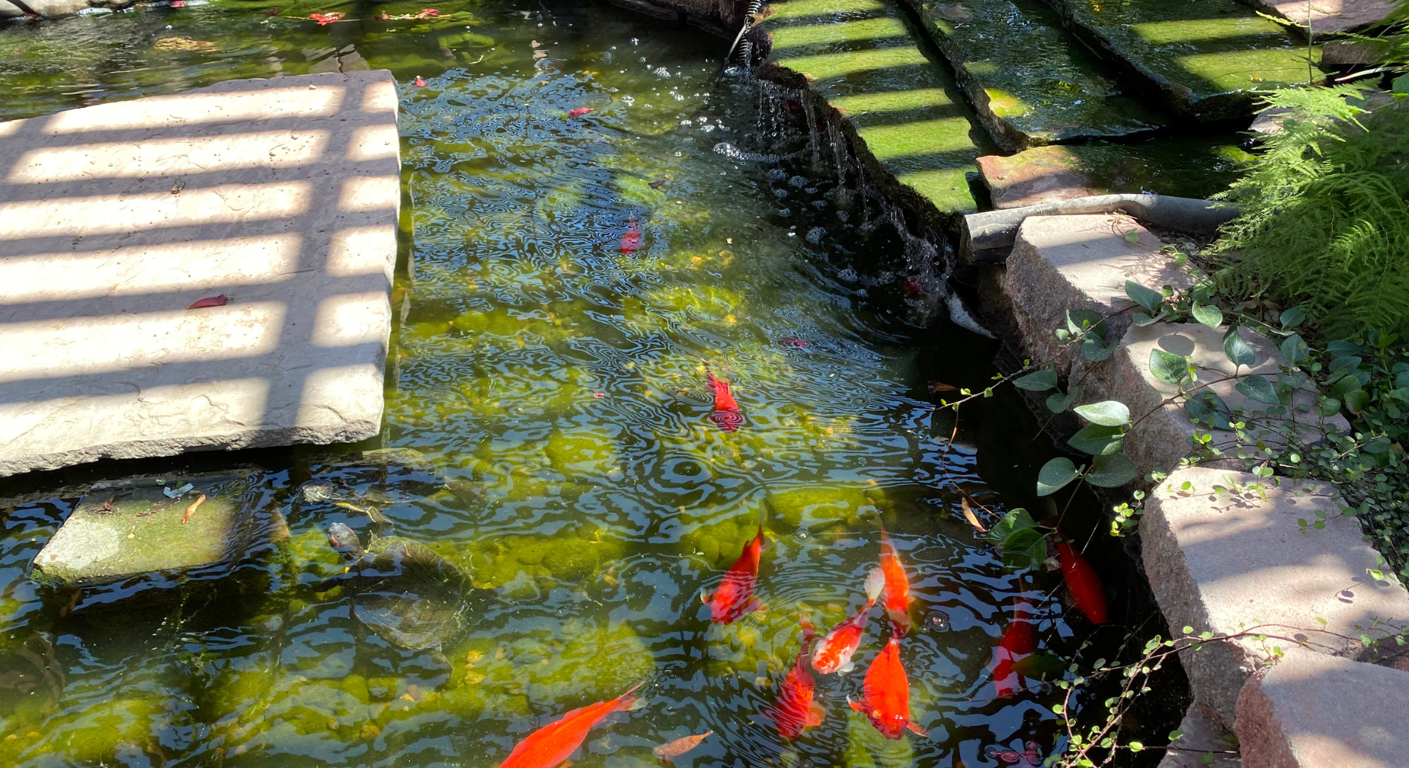 Das ist notwendig an Teichtechnik_ Filter, Pumpen & UVC