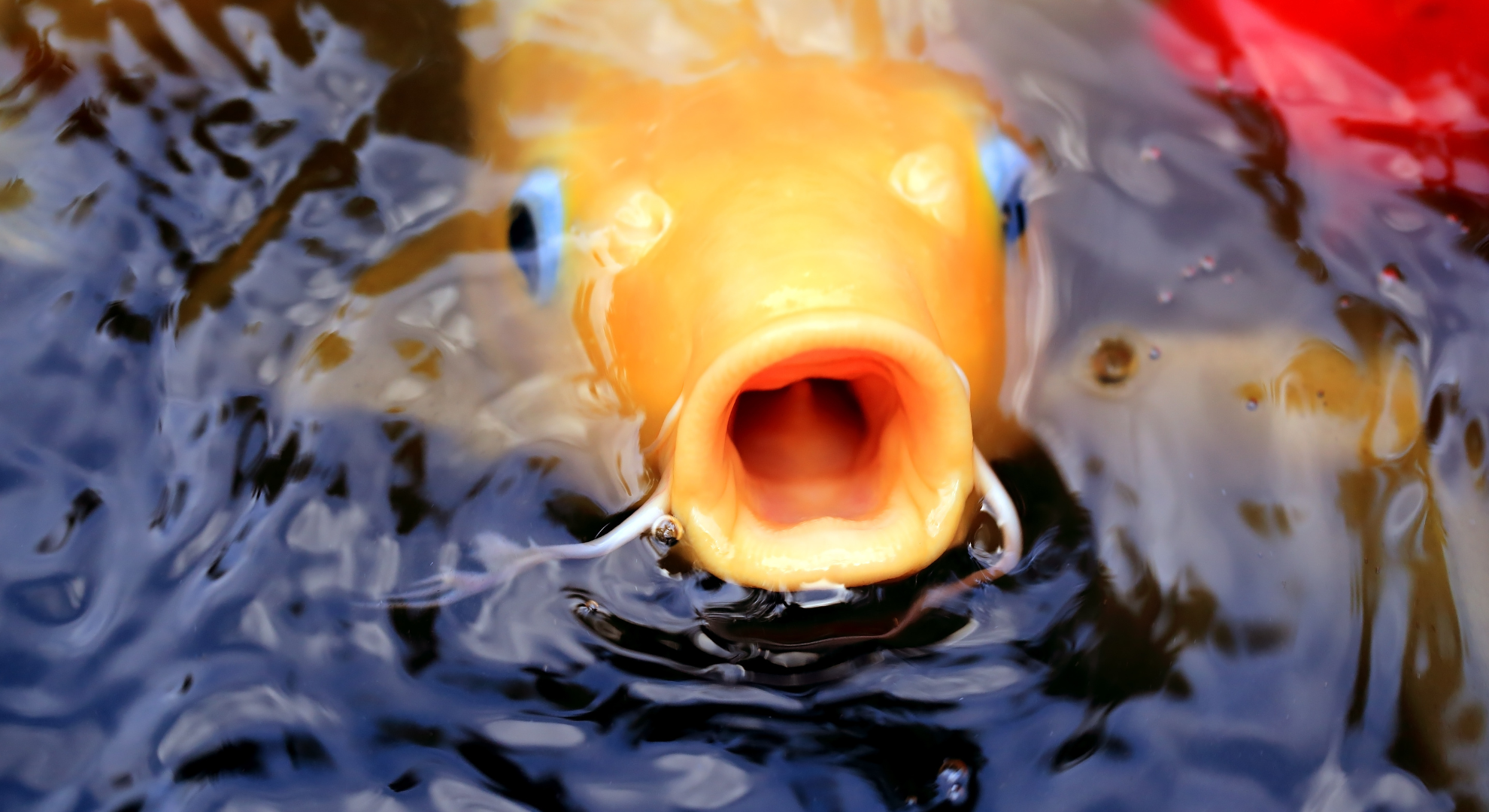 Das sind die häufigsten Parasiten beim Koi