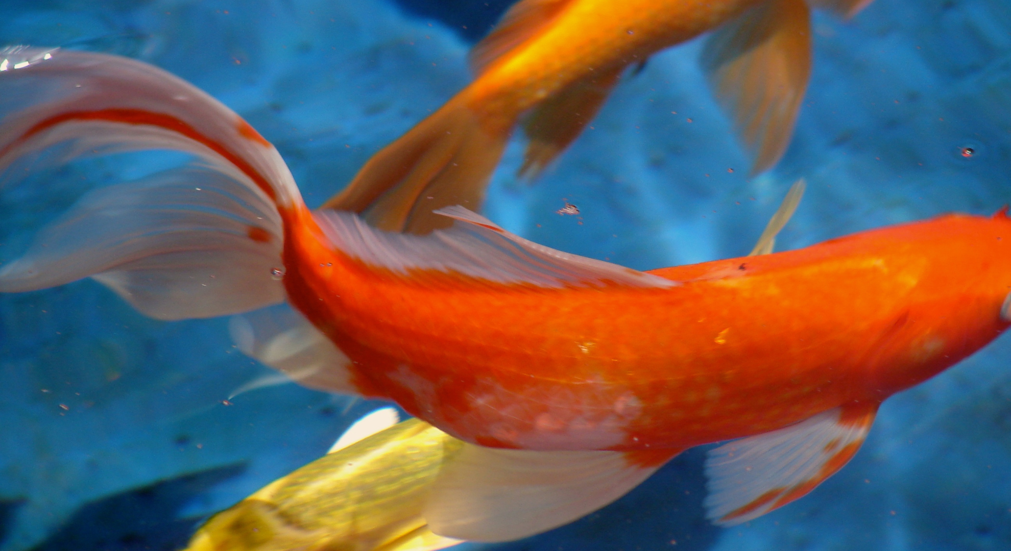 Der nächste Schritt_ Fischteiche im Außenbereich