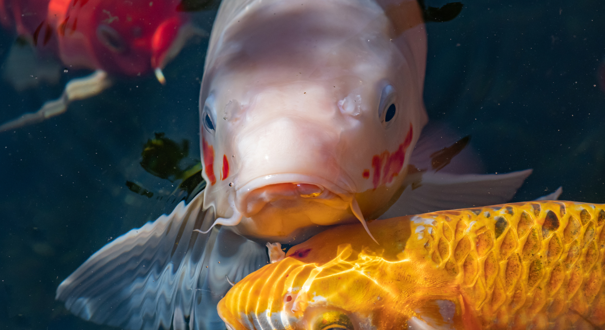 Die Zusammensetzungen des Wassers spielen eine wichtige Rolle_ pH-Wert, Begrünung und Temperatur