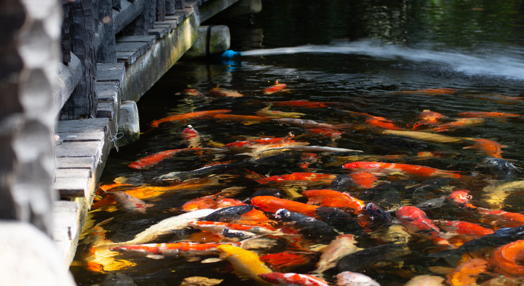 Die richtige Planung beim Teichbau_ Standort, Größe, Tiefe & Form für Ihe Koi Karpfen