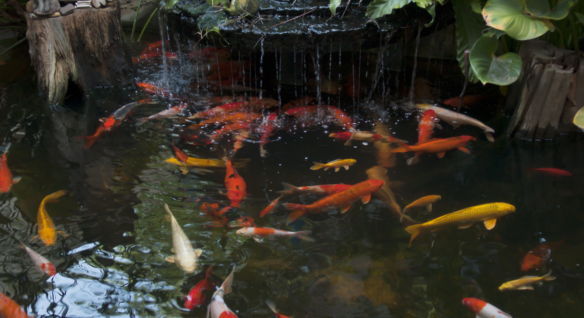 Diese Faktoren sind nicht zu vernachlässigen_ Wasserqualität & Sauerstoffversorgung