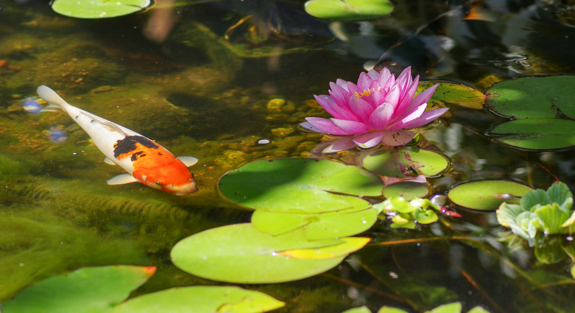 Ein kleiner Ratgeber zum Optimalen Sauerstoff- und pH-Wert eines Koi Teich