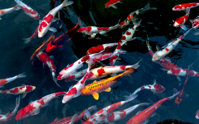 Fische online kaufen