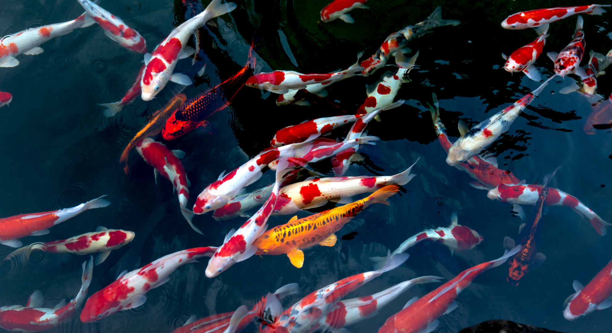 Fische online kaufen
