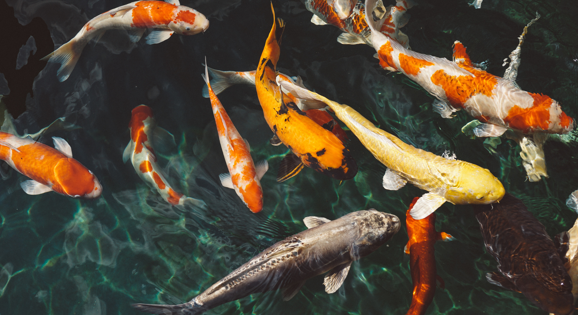 Große Auswahl – Welche Fische können Sie bei uns online bestellen