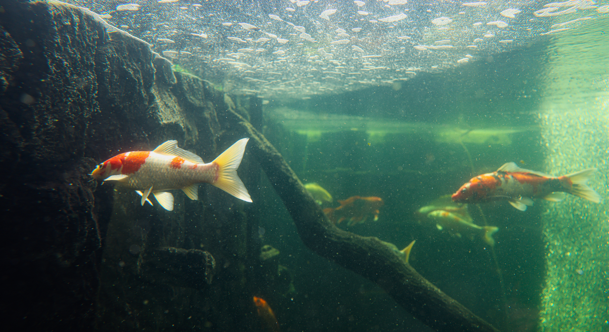 Gründe gegen eine dauerhafte Haltung im Aquarium