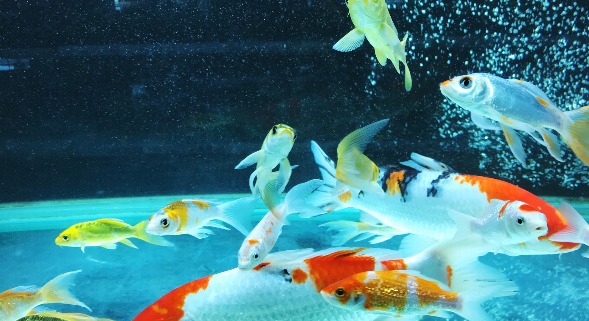 Ist ein Aquarium für Koi grundsätzlich geeignet