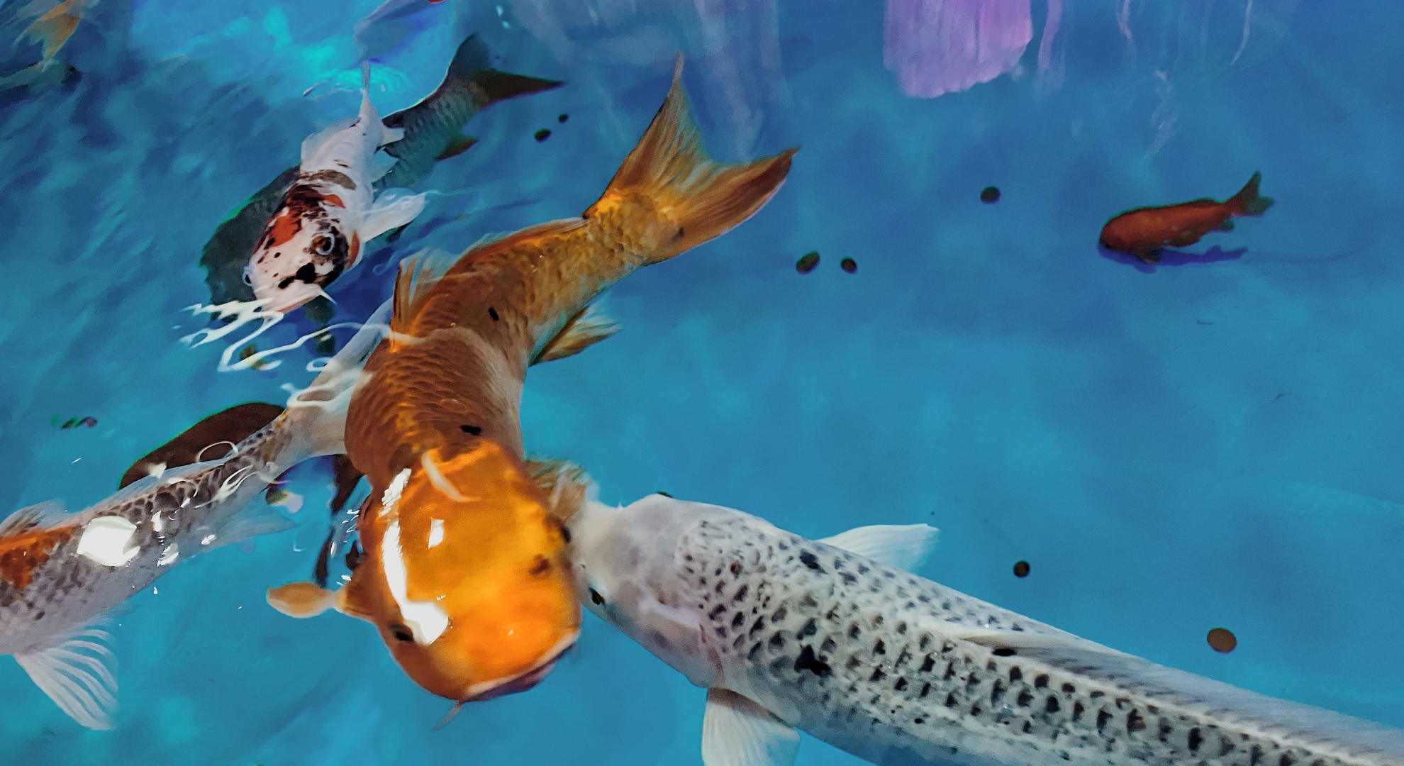 Koi Farbfutter – Kräftige Farben für gesunde Koi