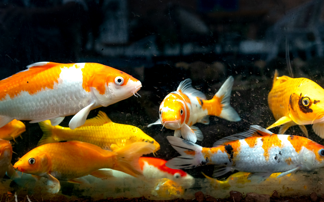 Koi Fische – Alle Informationen über Nishikigoi auf einen Blick
