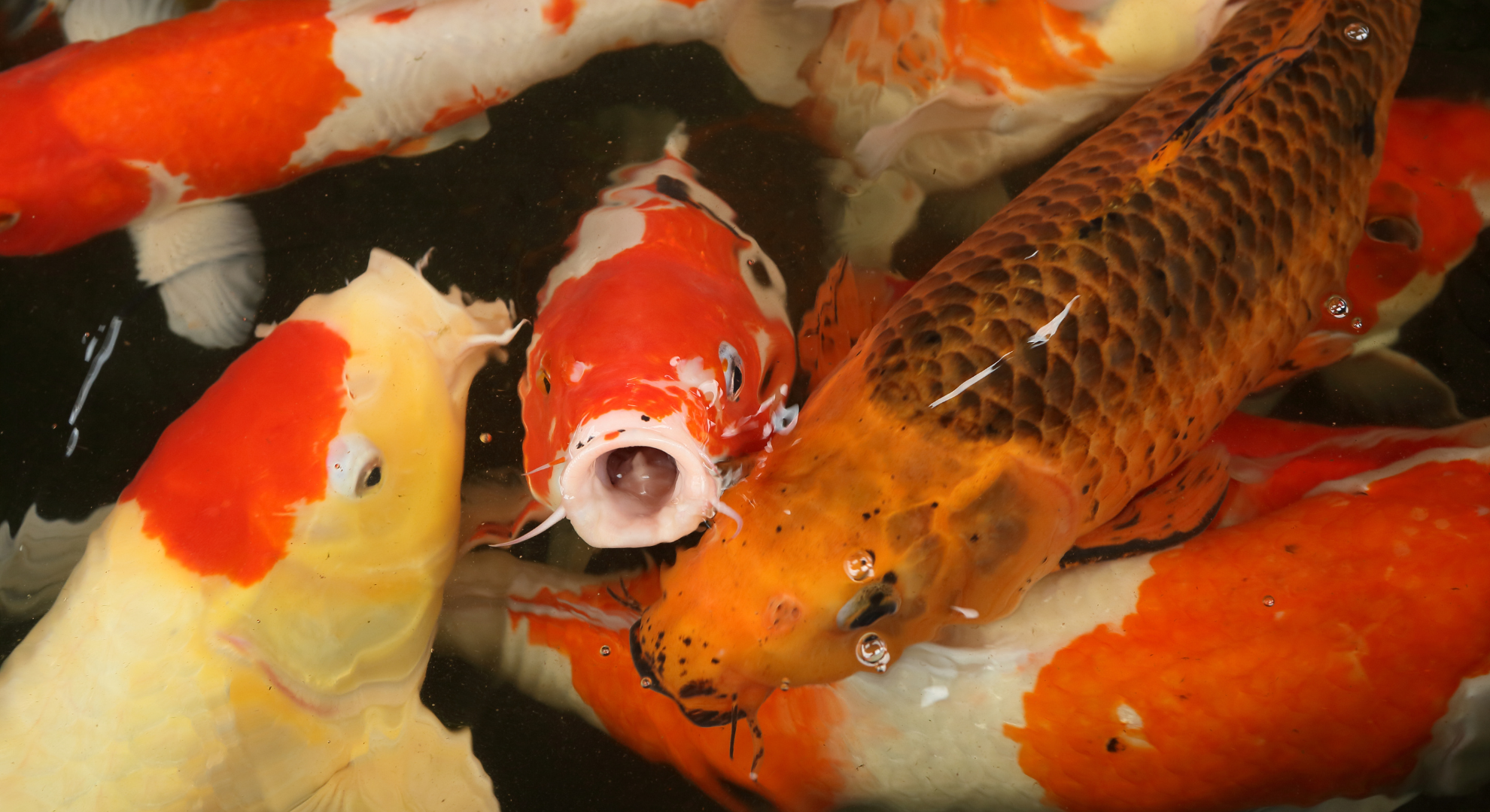 Koi Händler Online_ Finden Sie die besten Koi-Fische bequem von Zuhause