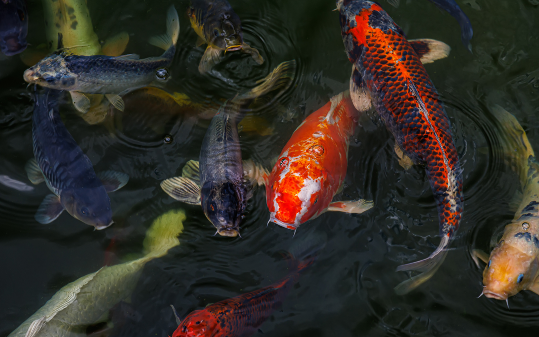 Koi Herpes Virus (KHV) – Gefahr für Ihre Koi erkennen und vermeiden