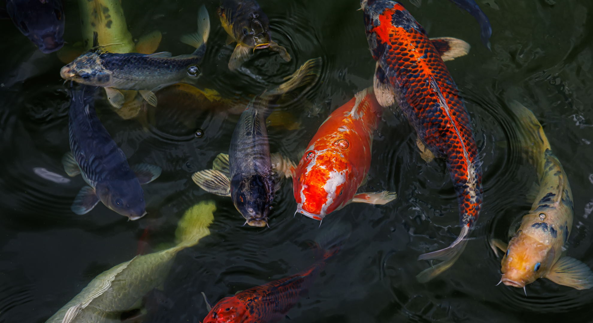Koi Herpes Virus (KHV) – Gefahr für Ihre Koi erkennen und vermeiden