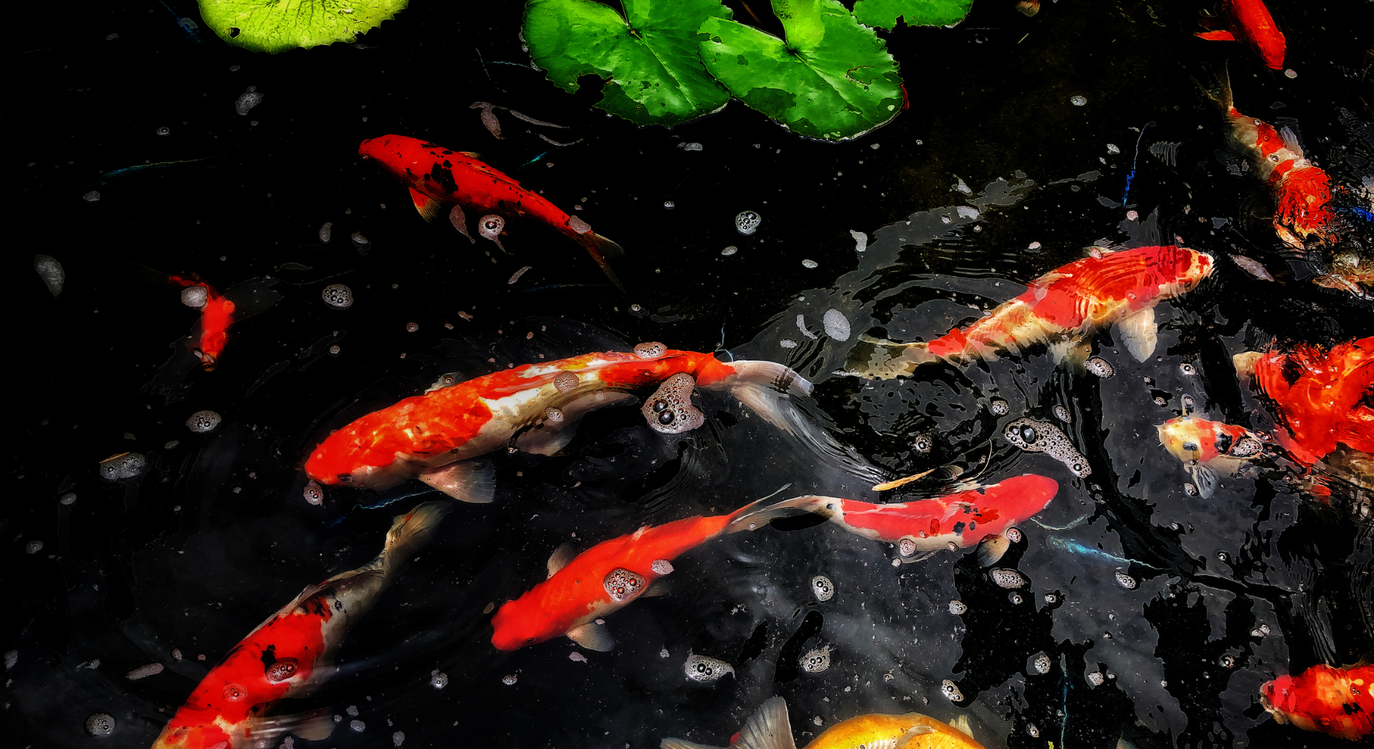 Koi Karpfen Preis Koi Karpfen Preis