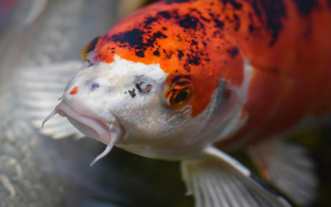 Koi Krankheiten erkennen und behandeln