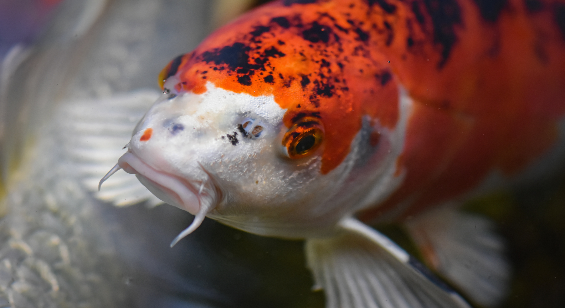 Koi Krankheiten erkennen und behandeln Koi Krankheiten erkennen und behandeln