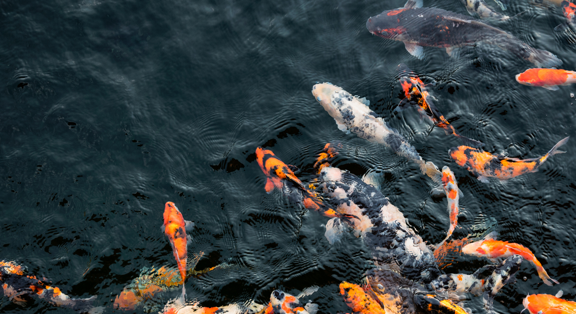 Koi Winterfutter – So füttern Sie Ihre Kois richtig in der kalten Jahreszeit