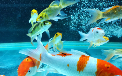 Koi im Aquarium halten? Möglichkeiten, Grenzen und Alternativen