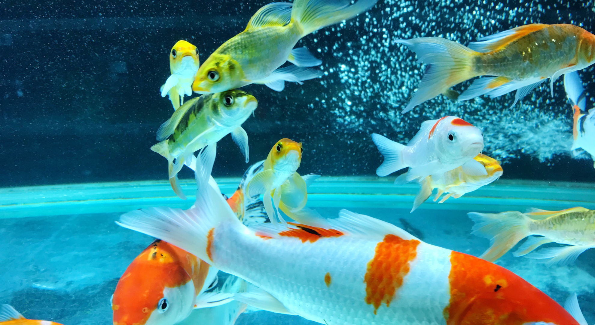 Koi im Aquarium halten_ Möglichkeiten, Grenzen und Alternativen