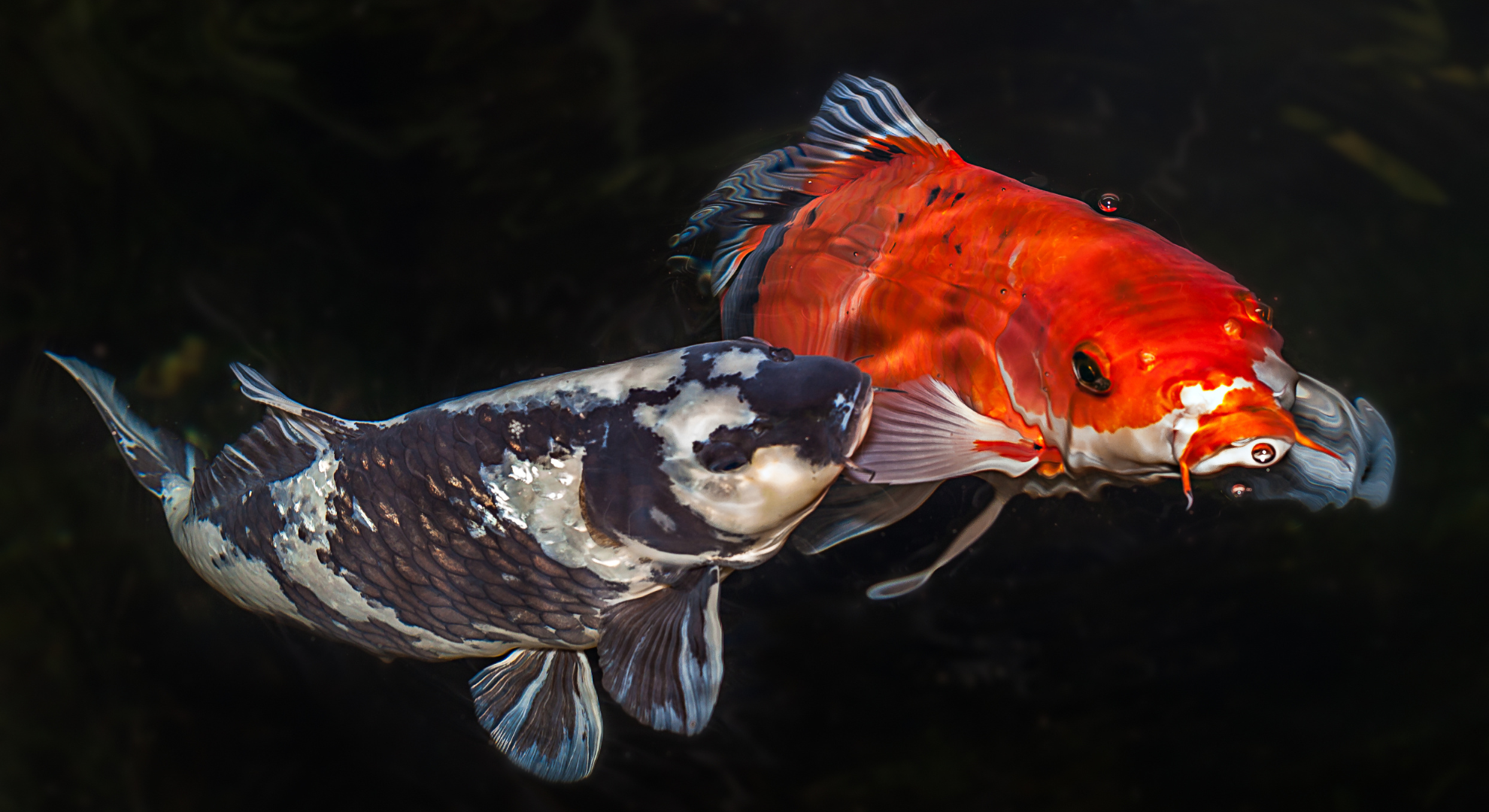 Koikrankheiten erkennen und handeln