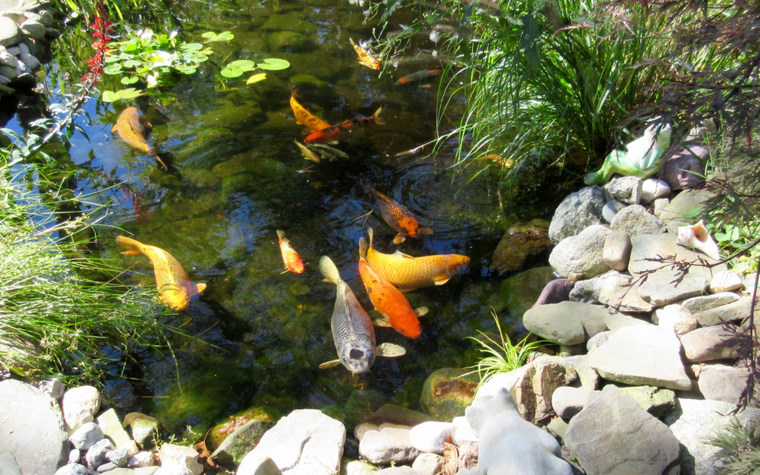 Koiteich gestalten und pflegen