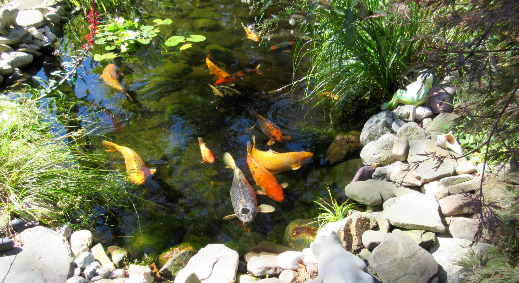 Koiteich gestalten und pflegen Koiteich gestalten und pflegen