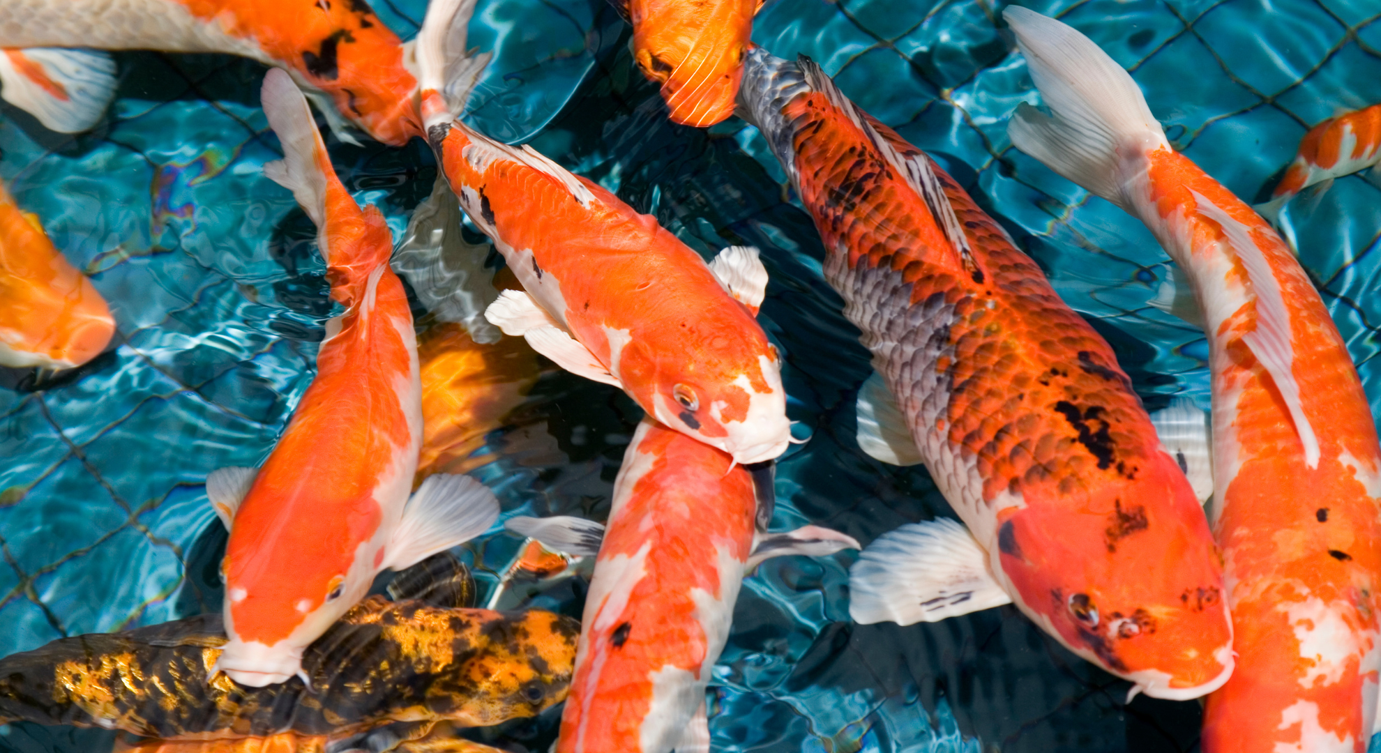 Kompetente Beratung und persönliche Betreuung rund um Ihren Koi-Teich Kompetente Beratung und persönliche Betreuung rund um Ihren Koi-Teich