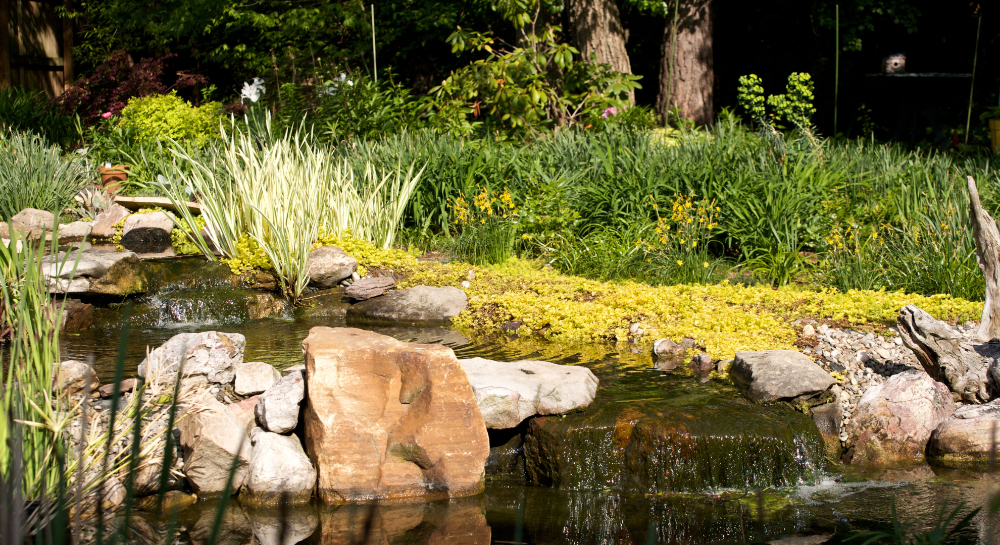 Kurz erklärt_ Was macht einen perfekten Koiteich aus