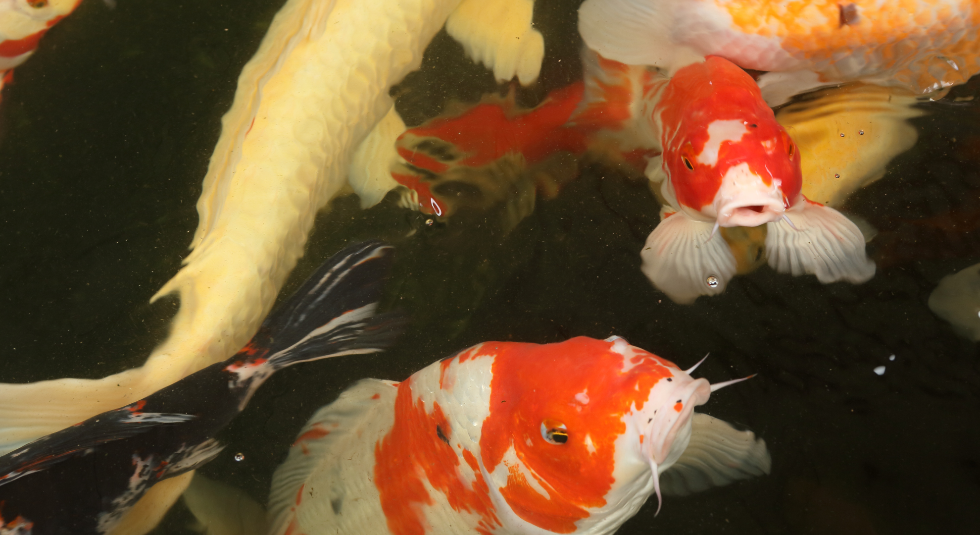 Lebensweise des Koi Fisch