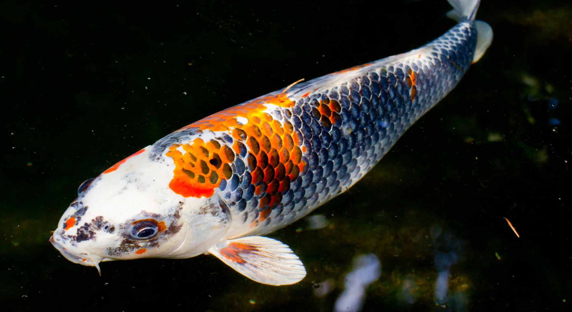 Liste zur praktischen Kontrolle der Gesundheit der Tiere