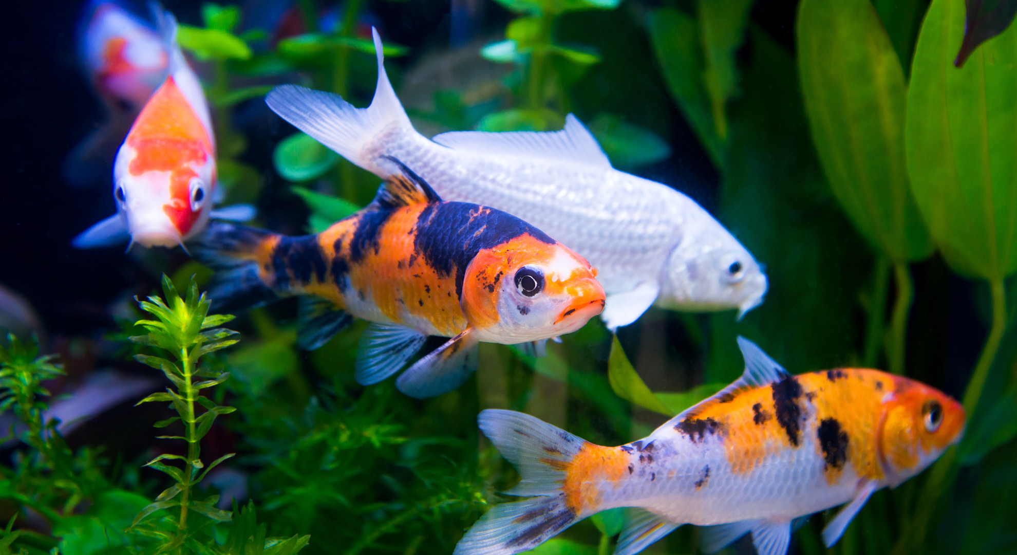 Nach der Koi Auktion_ Wie geht es weiter