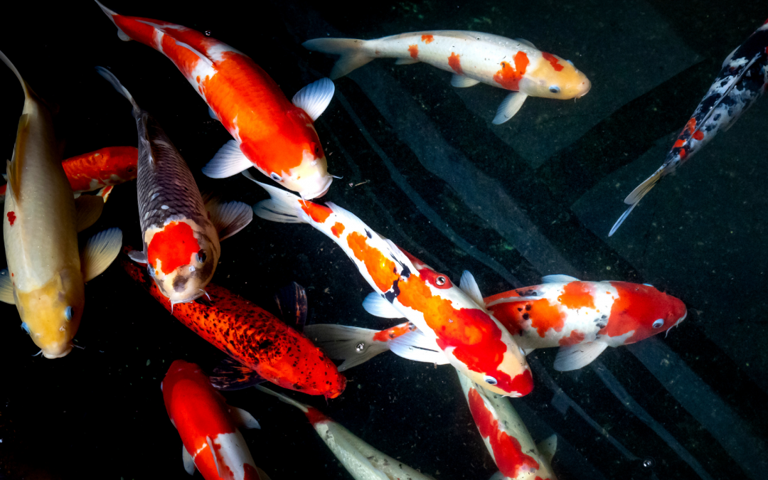 Online Koi Auktionen