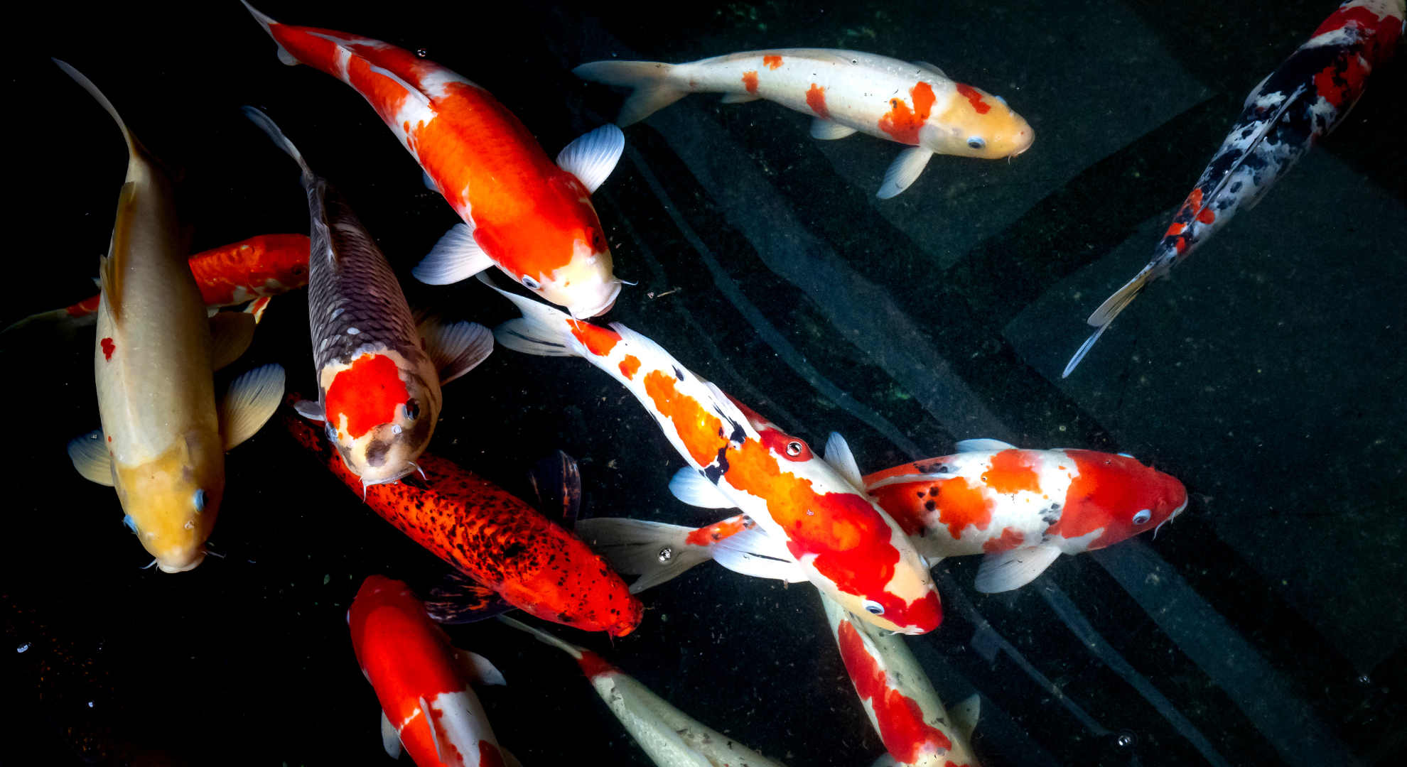 Online Koi Auktionen Online Koi Auktionen