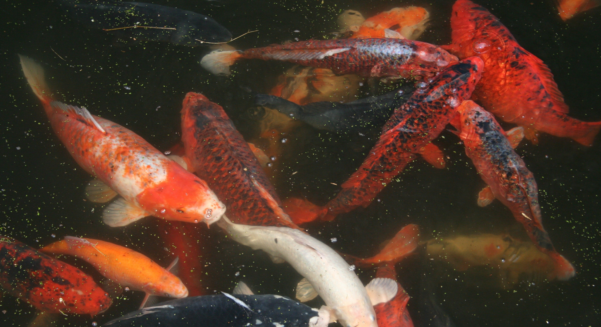 Online Koi Kauf bei My-Kois - So schnell finden Sie ihren Traum Koi