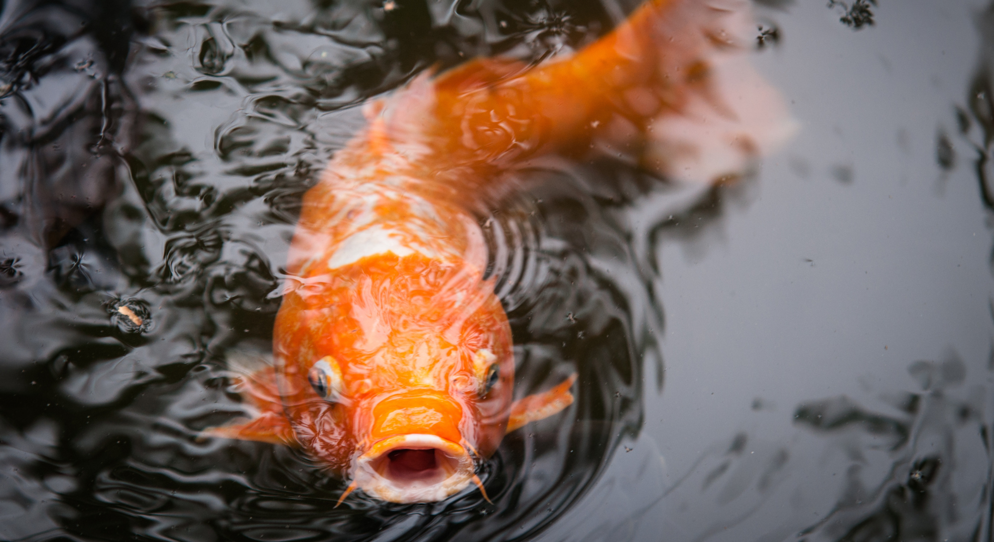Professionelle Hilfe bei den häufigsten Krankheiten zahlt sich aus