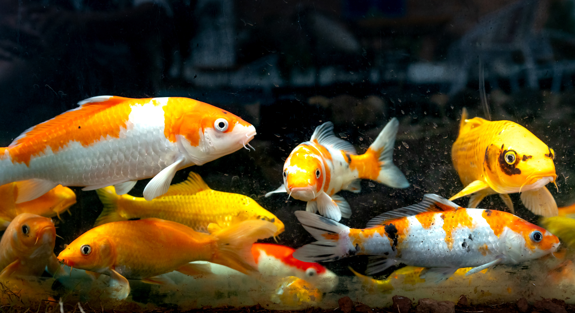 Sind Fische Einzeltiere_ Wie viele Fische benötige ich