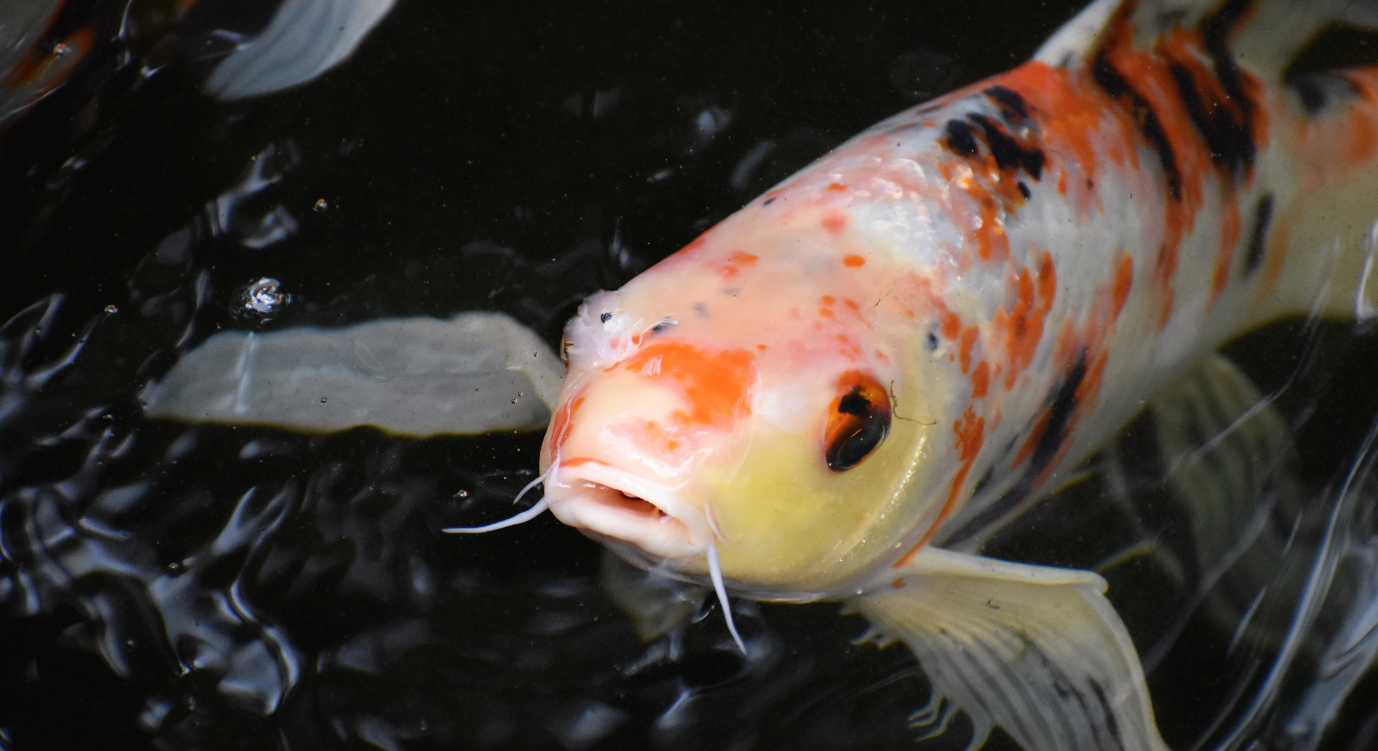 So funktioniert eine Online Koi Auktion