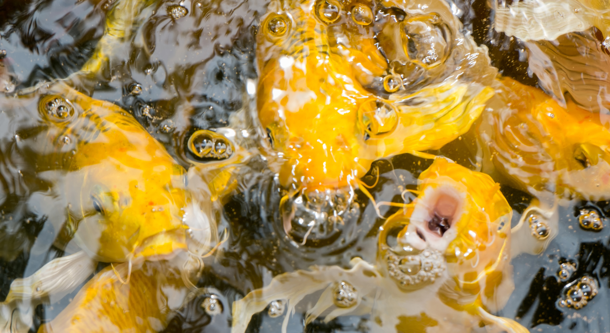 So steigt man in das Hobby Koi Haltung ein