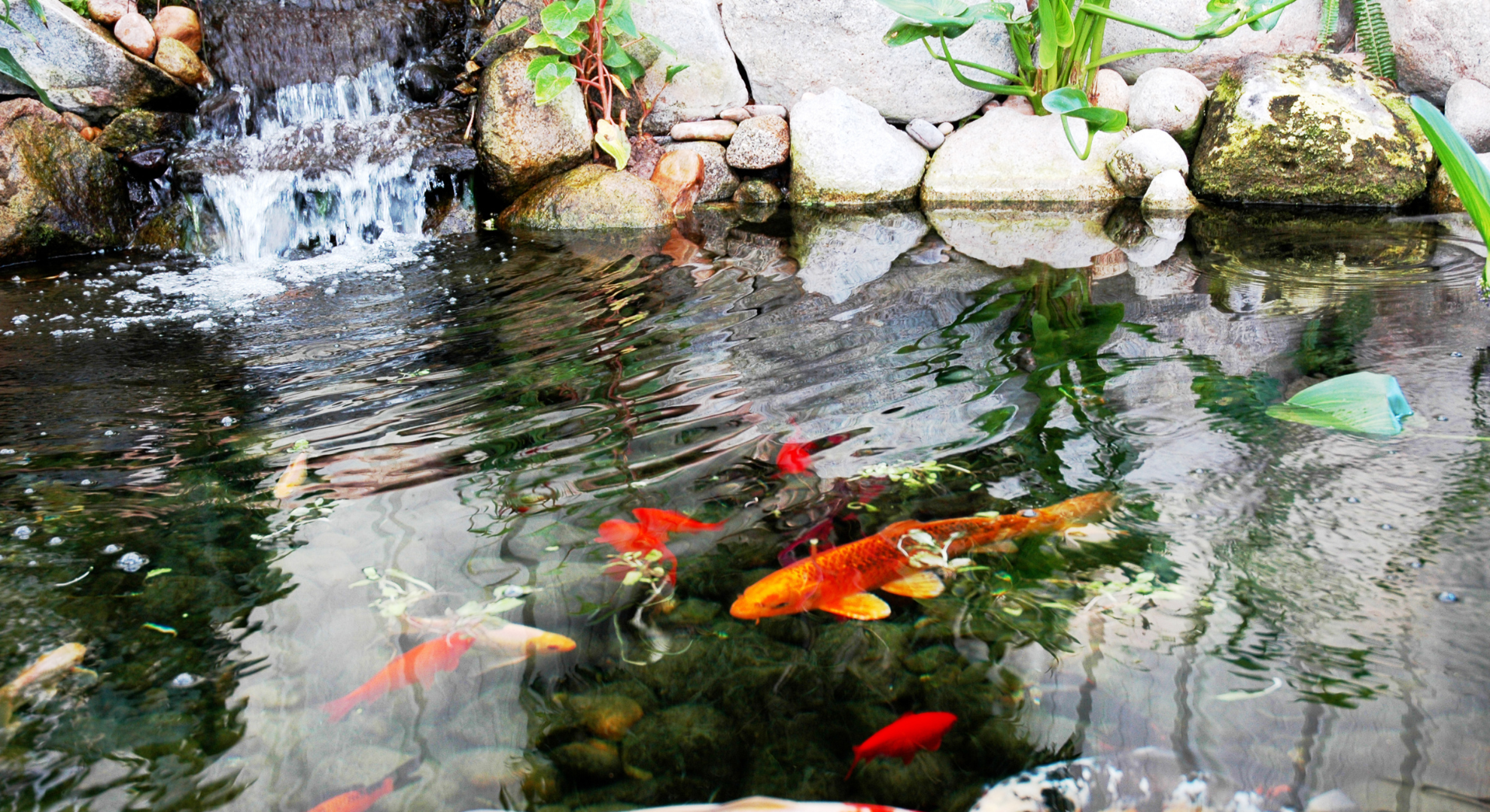 Tipps zur Erstellung und Pflege eines Teiches mit Koibesatz