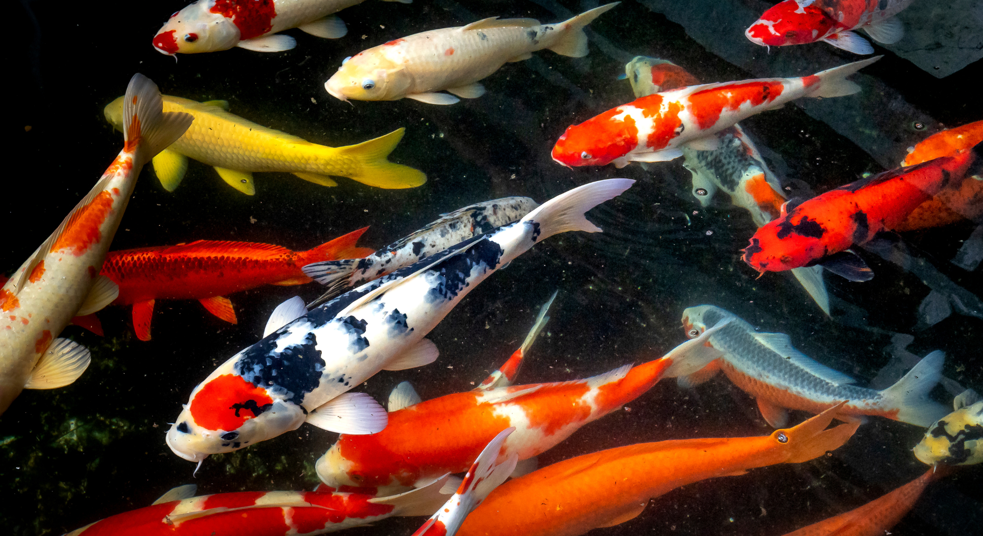 Typische Symptome von Mangelerscheinungen bei Kois