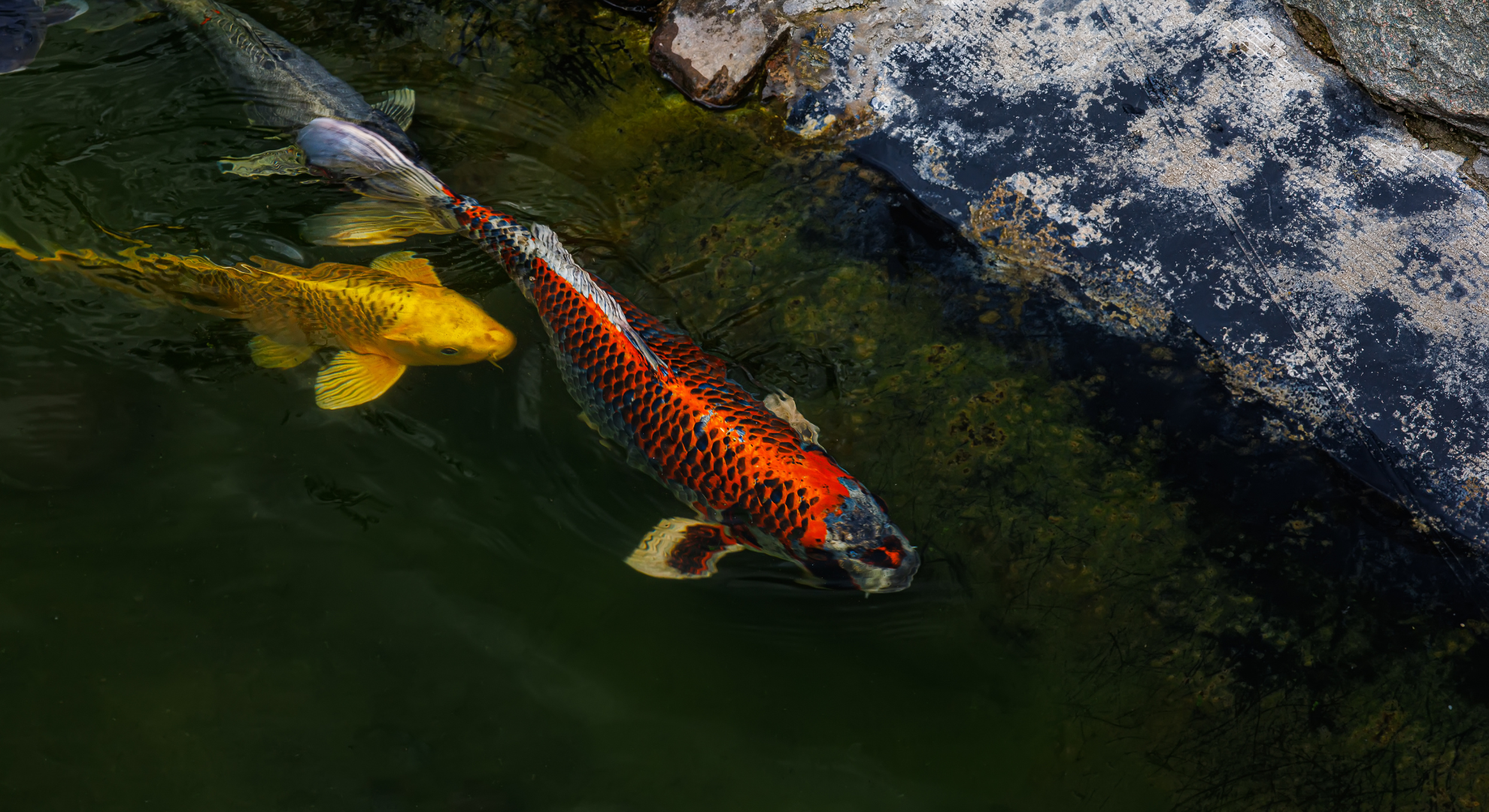 Wann ist Koi-Haltung im Aquarium möglich oder sinnvoll
